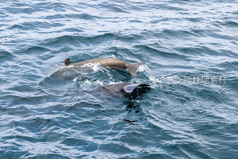 一对领航鲸(Globicephala melas)的尾巴在挪威海岸附近的北极漩涡水域上方升起